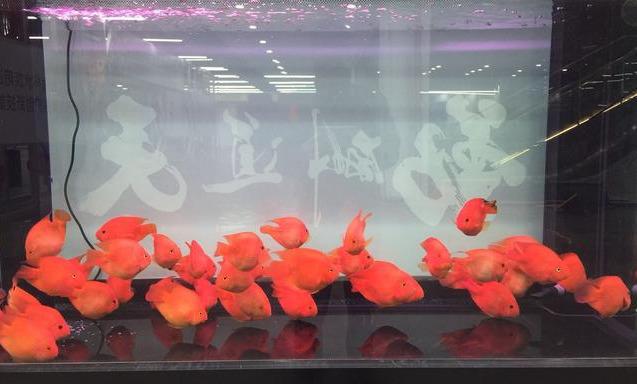 紅鸚鵡變黑 紅鸚鵡變黑（紅鸚鵡代表什么） 動(dòng)物