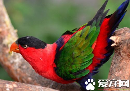 紅元寶鸚鵡魚和血鸚鵡_鸚鵡魚吃清道夫魚視頻_鸚鵡魚吃什么能變紅