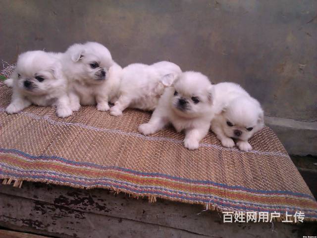 鄭州金水區(qū)哪家狗狗美容做的好_螺的種類圖片學(xué)狗狗美容_狗狗美容圖片
