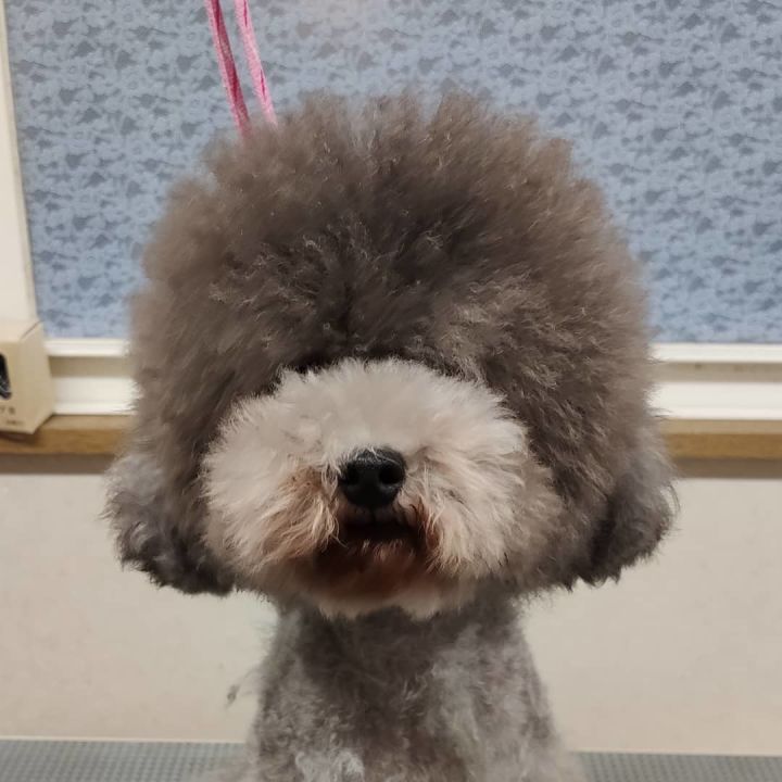 狗狗美容圖片_鄭州金水區(qū)哪家狗狗美容做的好_螺的種類圖片學(xué)狗狗美容