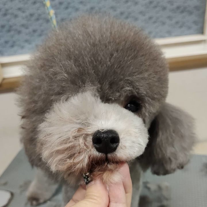 螺的種類圖片學(xué)狗狗美容_狗狗美容圖片_鄭州金水區(qū)哪家狗狗美容做的好