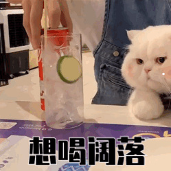 寵物狗種類大全帶圖6