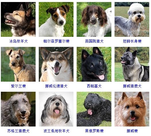 大型狗品種大全圖片_大型猛犬品種大全圖片_大型狗品種大全及圖片