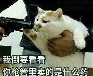 寵物狗種類大全帶圖6