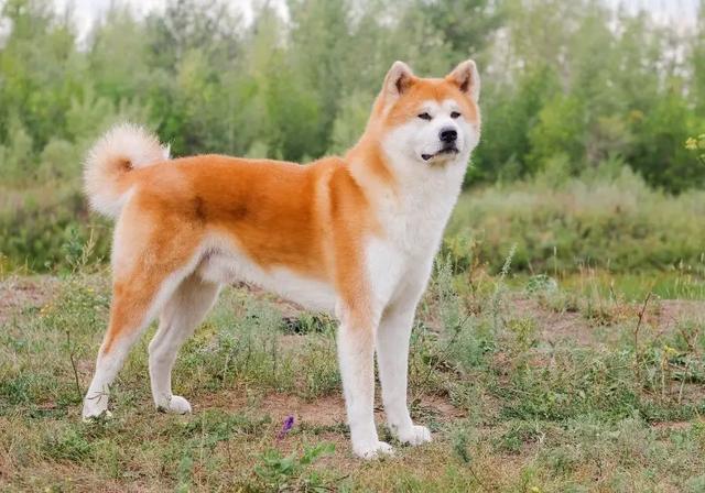 挪威犬圖片大全高清（挪威犬的照片）