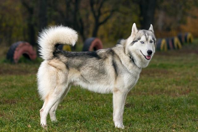 挪威犬圖片大全高清（挪威犬的照片）