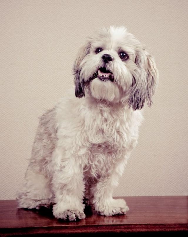 挪威犬圖片大全高清（挪威犬的照片）