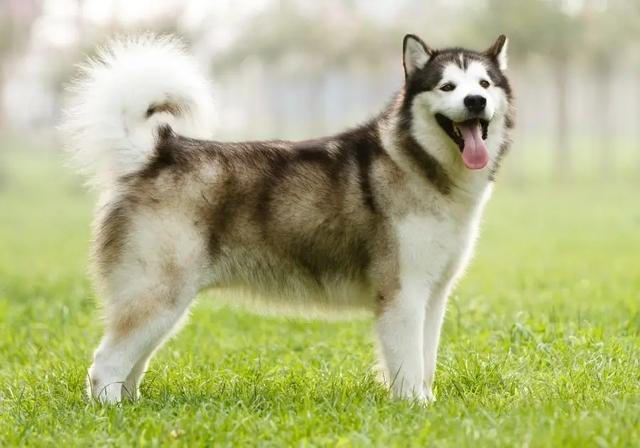 挪威犬圖片大全高清（挪威犬的照片）