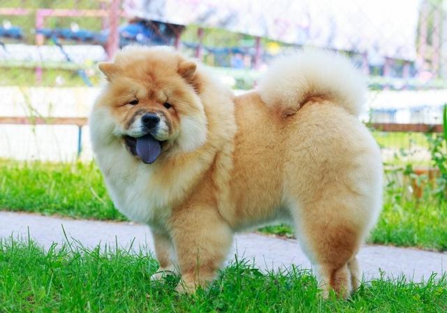 挪威犬圖片大全高清（挪威犬的照片）