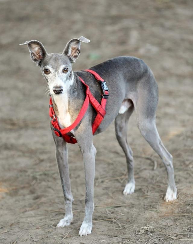 挪威犬圖片大全高清（挪威犬的照片）
