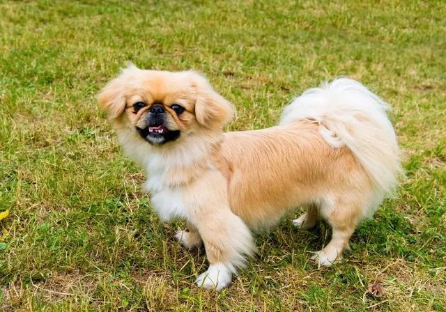挪威犬圖片大全高清（挪威犬的照片）