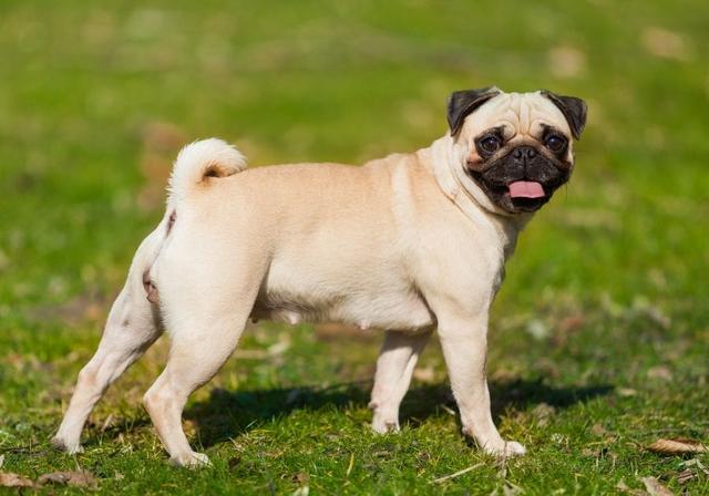 挪威犬圖片大全高清（挪威犬的照片）
