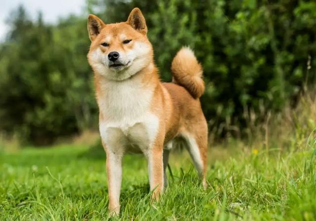 挪威犬圖片大全高清（挪威犬的照片）