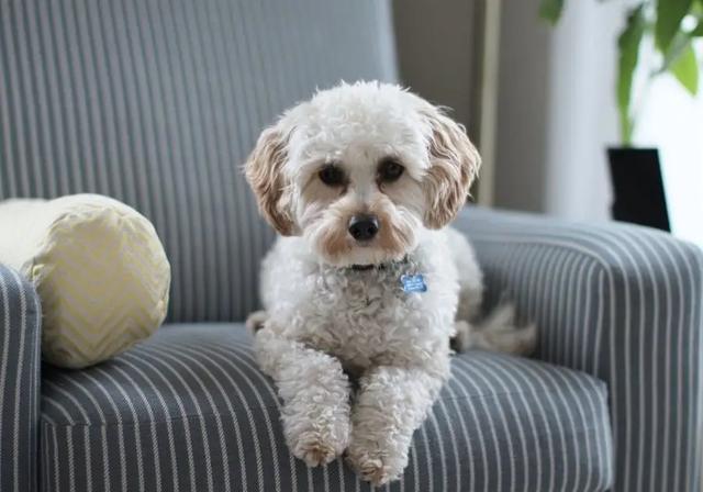 挪威犬圖片大全高清（挪威犬的照片）