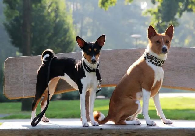 挪威犬圖片大全高清（挪威犬的照片）