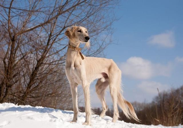 挪威犬圖片大全高清（挪威犬的照片）