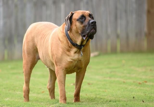 挪威犬圖片大全高清（挪威犬的照片）