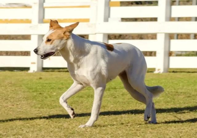 挪威犬圖片大全高清（挪威犬的照片）