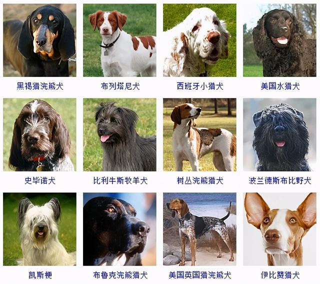 大型狗品種大全及圖片_大型狗品種大全及圖片_大型寵物狗品種圖片大全