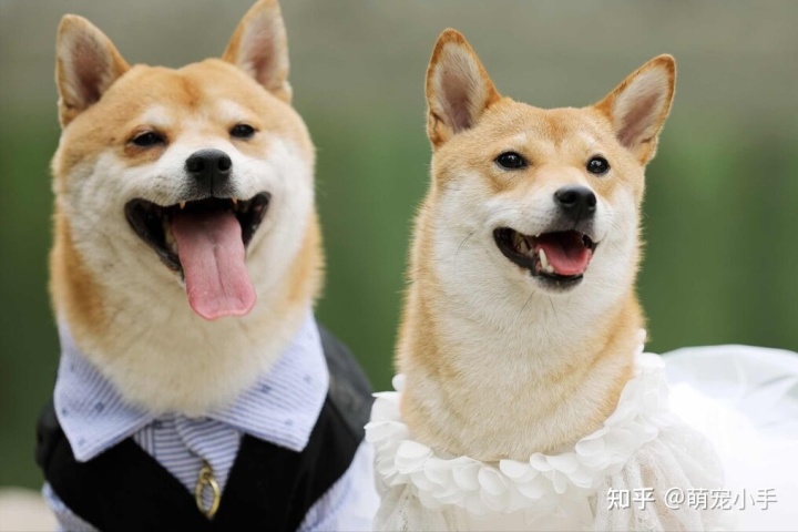 女孩子為什么不能養(yǎng)狗_后媽把孩子當狗養(yǎng)后續(xù)_孩子養(yǎng)什么狗合適
