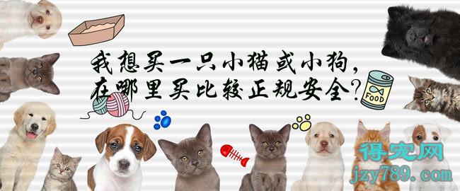 網(wǎng)上哪里買狗安全_如何買股票網(wǎng)上開戶買股票_網(wǎng)上雅培官方網(wǎng)站買奶粉,安全嗎