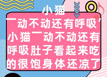 小貓一動不動還有呼吸，小貓一動不動還有呼吸肚子看起來吃的很飽身體還涼了