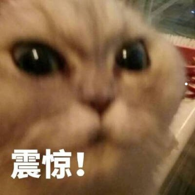 寵物狗小型犬小鹿犬