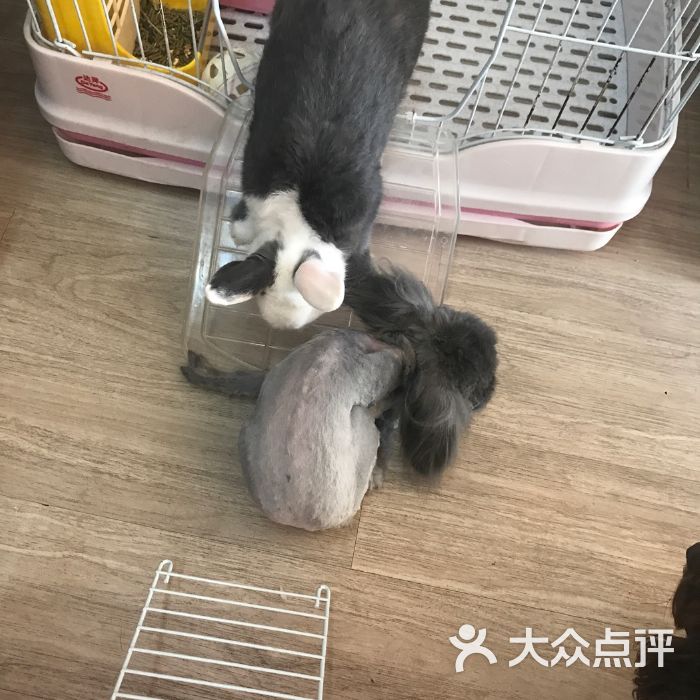 寵物店賣病狗_廈門寵物店病狗_寵物店買到病狗怎么辦