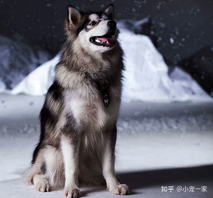 狗狗上門(mén)美容app排名_狗狗訓(xùn)練上門(mén)服務(wù)_成都專業(yè)狗狗上門(mén)訓(xùn)練