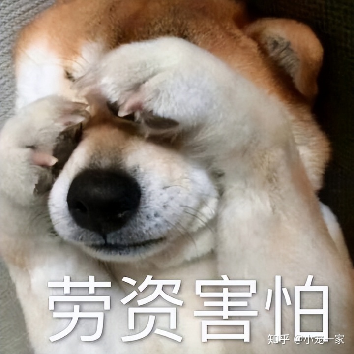 成都專業(yè)狗狗上門(mén)訓(xùn)練_狗狗訓(xùn)練上門(mén)服務(wù)_狗狗上門(mén)美容app排名