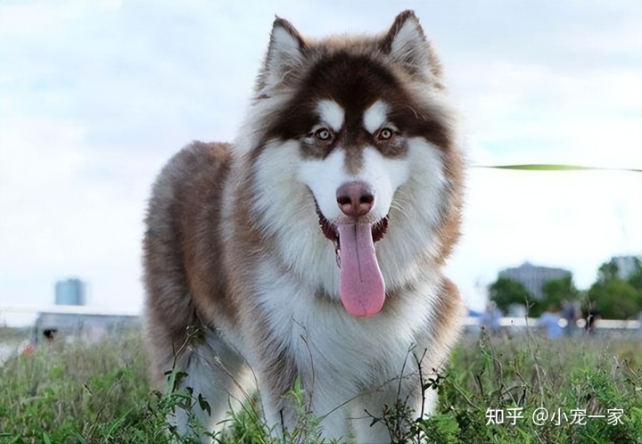 狗狗上門(mén)美容app排名_成都專業(yè)狗狗上門(mén)訓(xùn)練_狗狗訓(xùn)練上門(mén)服務(wù)