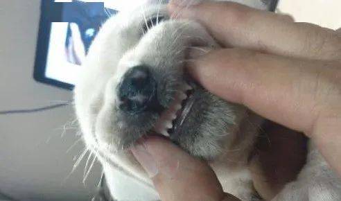 明妃傳 瘋狗病_瘋狗病前兆_瘋狗病狗還吃東西嗎