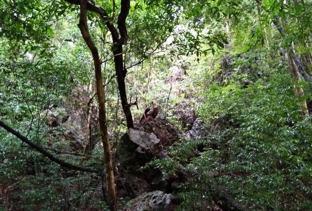 烏龜飼養(yǎng)時間長會認識主人嗎_飼養(yǎng)小烏龜_烏龜飼養(yǎng)記錄