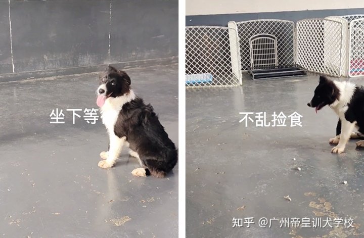 有上門給狗狗洗澡的嗎_狗狗訓練上門服務_成都上門訓練狗狗