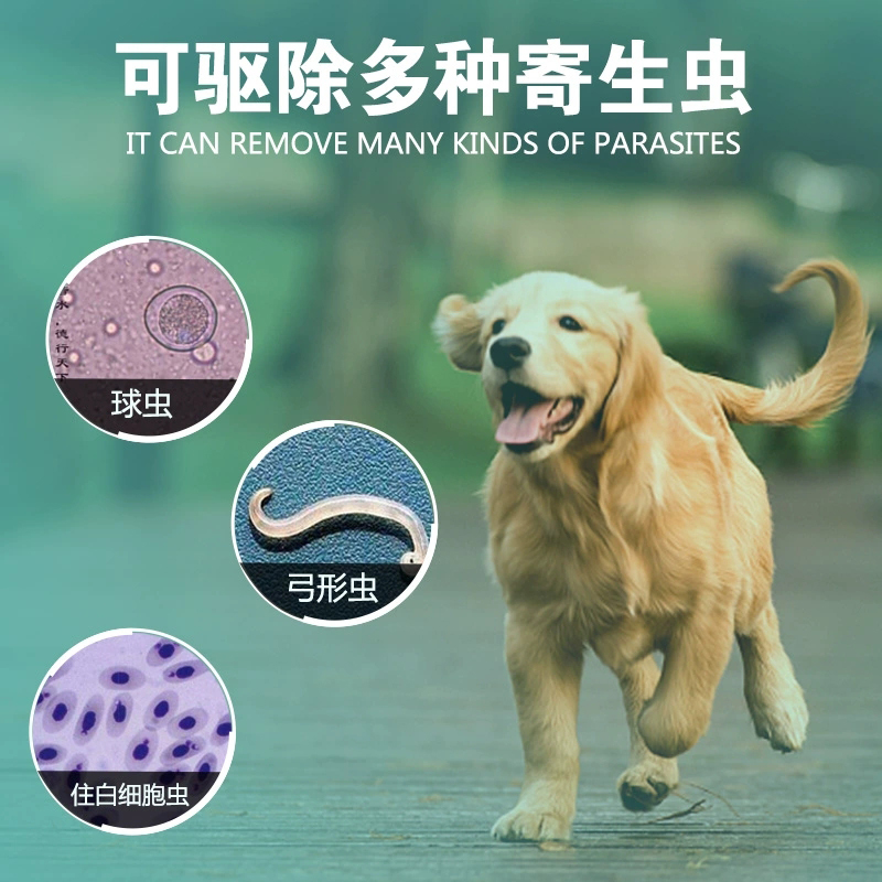 雞敗血霉形體病_狗弓形體病_狗弓弓腰是怎么回事