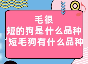 毛很短的狗是什么品種，短毛狗有什么品種