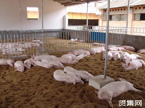 豬發(fā)酵床豬舍設(shè)計(jì)_養(yǎng)豬場(chǎng)豬床設(shè)計(jì)_家庭養(yǎng)羊羊床設(shè)計(jì)