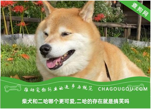 金毛與藏獒雜交狗圖片_德牧與金毛雜交狗圖片_泰迪與金毛雜交狗圖片