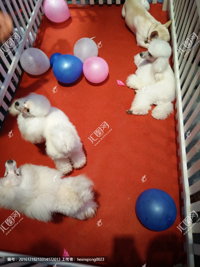 狗狗訓(xùn)練學(xué)校_狗狗訓(xùn)練學(xué)校大連_狗狗訓(xùn)練學(xué)校費用