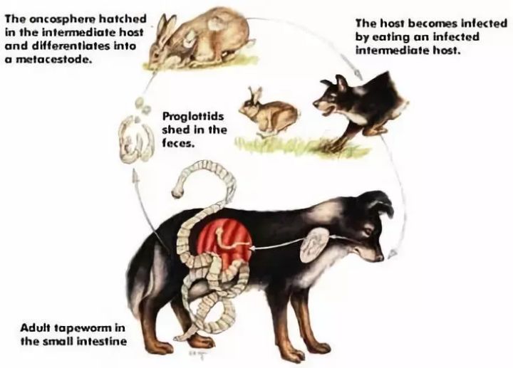 犬常見皮膚病診斷及防治_狗病防治手冊下載_一些常見狗病防治
