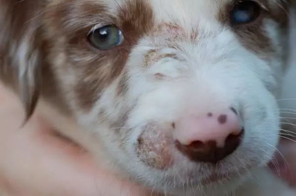 犬常見皮膚病診斷及防治_一些常見狗病防治_狗病防治手冊下載