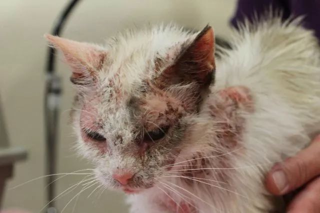 一些常見狗病防治_狗病防治手冊下載_犬常見皮膚病診斷及防治