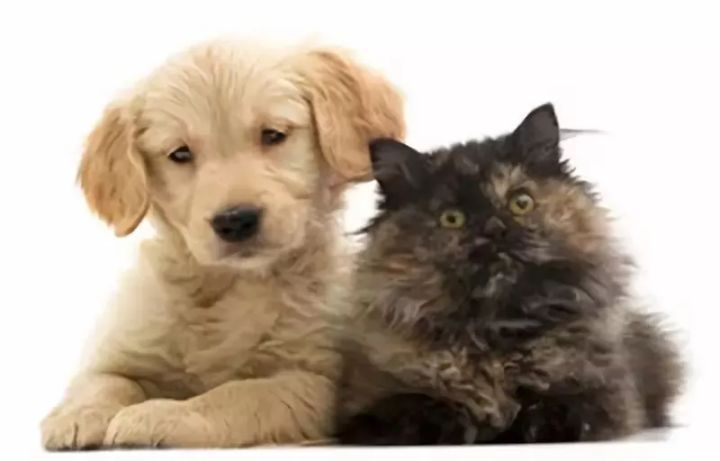 一些常見狗病防治_犬常見皮膚病診斷及防治_狗病防治手冊下載