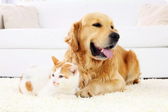 一些常見狗病防治_犬常見皮膚病診斷及防治_狗病防治手冊下載