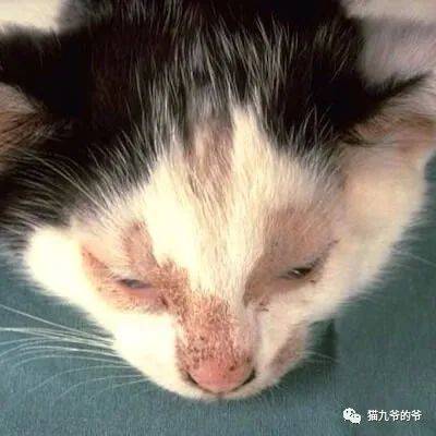 狗病防治手冊下載_一些常見狗病防治_犬常見皮膚病診斷及防治