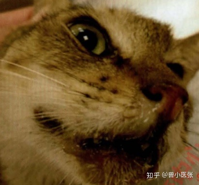 一些常見狗病防治_犬常見皮膚病診斷及防治_狗病防治手冊下載