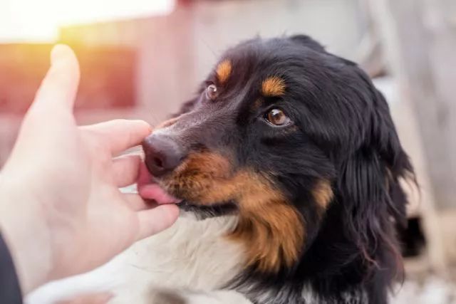 一些常見狗病防治_犬常見皮膚病診斷及防治_狗病防治手冊下載