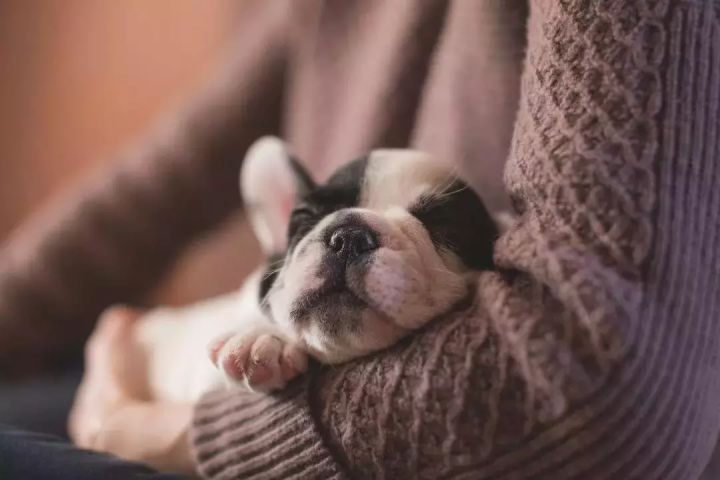 一些常見狗病防治_犬常見皮膚病診斷及防治_狗病防治手冊下載