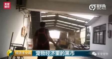 西樵論壇賣病狗_西樵論壇賣病狗_大慶新聞60分賣病狗