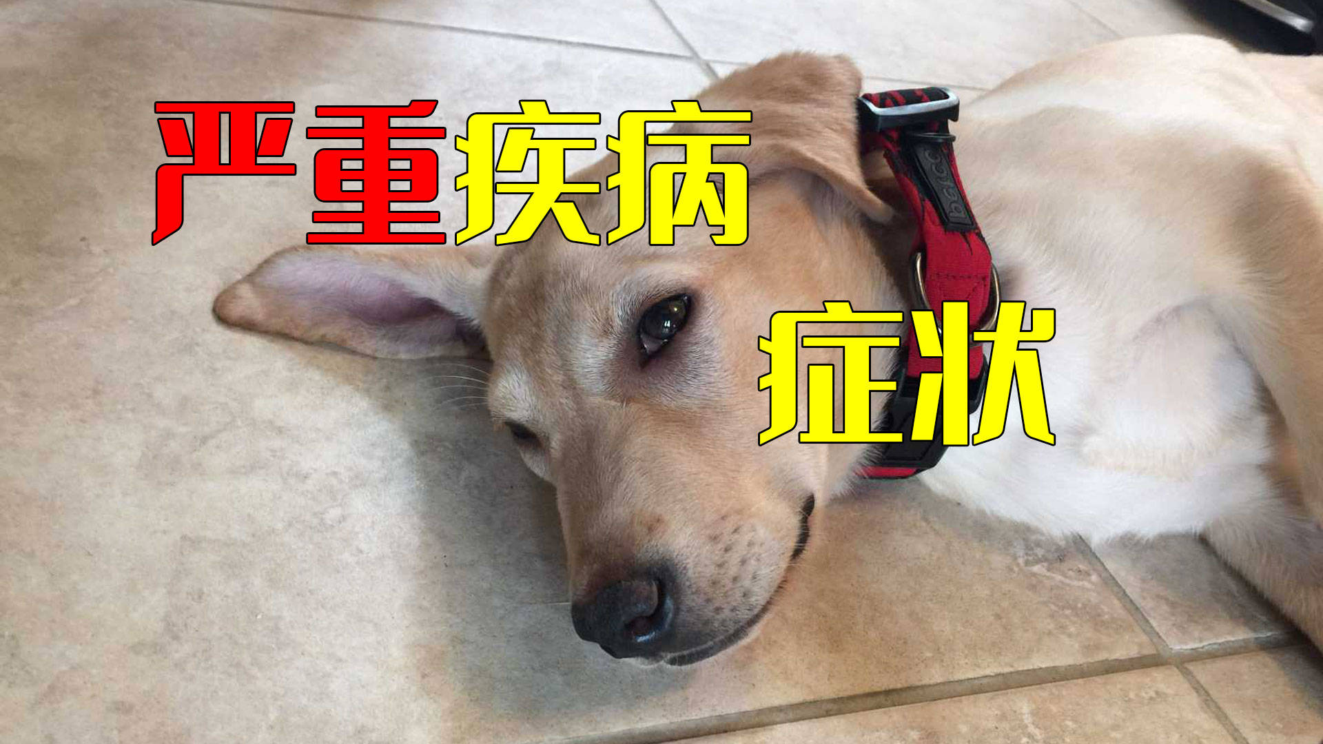 大慶新聞60分賣病狗_西樵論壇賣病狗_西樵論壇賣病狗